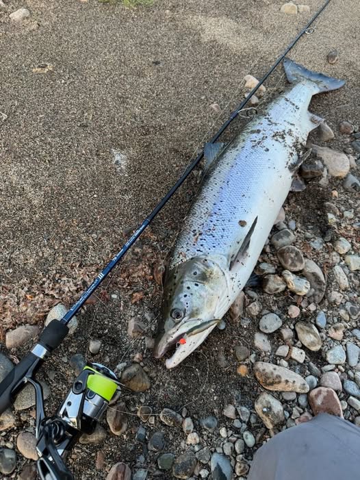 Large silver salmon with a blue-green back and spots lies on a rocky shore beside a fishing rod and reel.