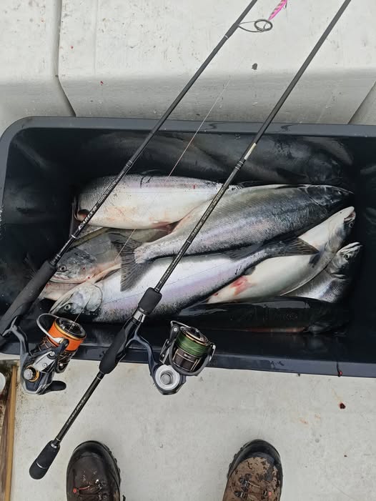 Several large fish laid in a cooler on a boat, with fishing rods resting on top and boots visible at the bottom.