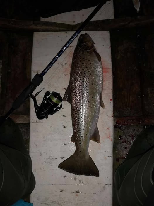Brown trout lying on a white cutting board with a fishing rod and reel beside it on a dark wooden surface.