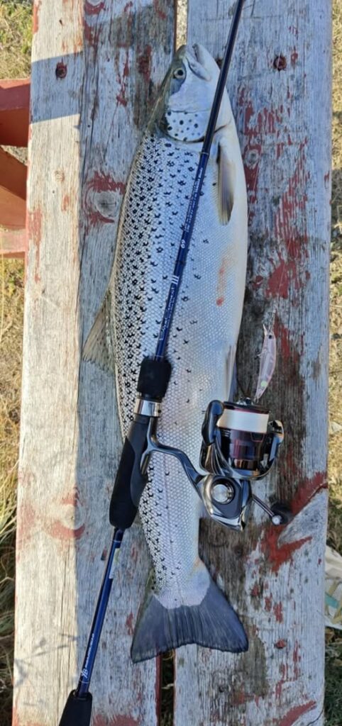 Large speckled fish lying on a weathered wooden bench next to a fishing rod and reel, likely freshly caught.